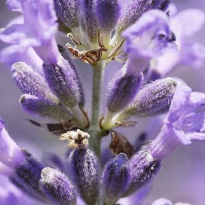 Lavanda saint germain