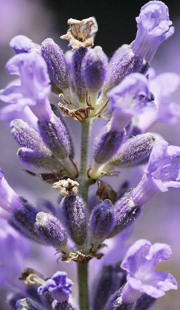 Lavanda saint germain